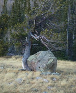 tree-rock